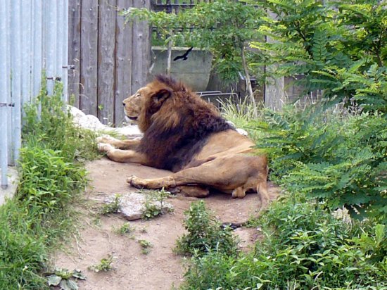 Klikněte pro zobrazení původního (velkého) obrázku