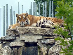 Název souboru=Vylet_ZOO_Batuv_kanal_2011_10.jpg
Velikost souboru=751KB
Rozměry=1000x750
Datum přidání=17. Červen 2011 Vylet_ZOO_Batuv_kanal_2011_10.jpg