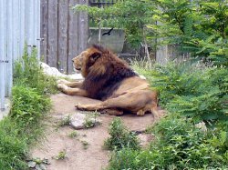 Název souboru=Vylet_ZOO_Batuv_kanal_2011_11.jpg
Velikost souboru=730KB
Rozměry=1000x750
Datum přidání=17. Červen 2011 Vylet_ZOO_Batuv_kanal_2011_11.jpg