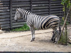 Název souboru=Vylet_ZOO_Batuv_kanal_2011_20.jpg
Velikost souboru=790KB
Rozměry=1000x750
Datum přidání=17. Červen 2011 Vylet_ZOO_Batuv_kanal_2011_20.jpg